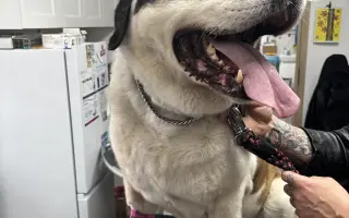 Nová "sanitka" pro psí dědečky a babičky