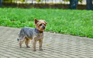 Pomoc pro Sárinku