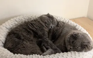 Pomozte Mapleovi bojovat nejen s FIP