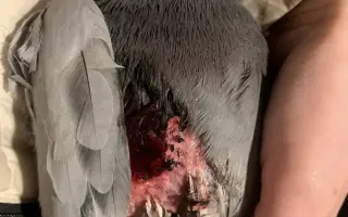 Záchranný balíček pro holuby v tísni