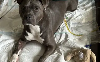 Dobbyho invalidní vozíček a rehabilitace