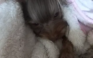 Bojovník Bertík vážící pouhé 1 kilo