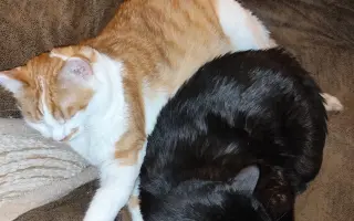 Cipísek, kocouří chlapeček