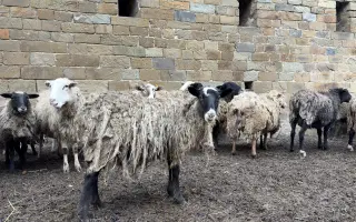 Dejte druhou šanci pro ovčí stádo