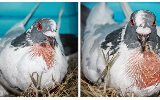 Záchranná voliéra pro hendikepované městské holuby