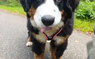 Pomoc pro Dorotku – malé štěňátko bojující o život Pomoc pro Dorotku – malé štěňátko bojující o život