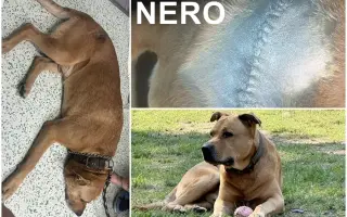 🙏🐾 Prosíme: "Pomozte nám uhradit veterinární péči pro pejsky bez domova." 🐾🙏