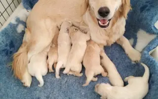 Pomoc pro spolek Kapka pro tlapky