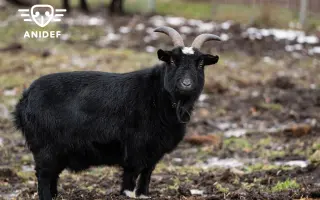 Pomozte nám zajistit seno pro naše krávy, kozy a ovečku