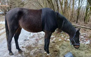 Operace pro Nitise - šance k jeho plnému uzdravení