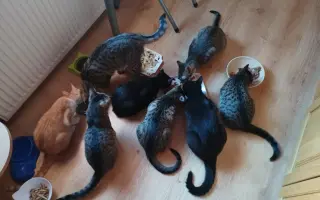 Pojďme dát kočičkám druhou šanci, obnovme kočičí kavárnu café & bar Šťastné tlapky