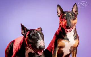 Vendulka a vánoční zázrak