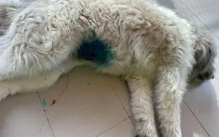 100 kastrací. Tisíce psů, kteří se nikdy nemusí narodit do utrpení