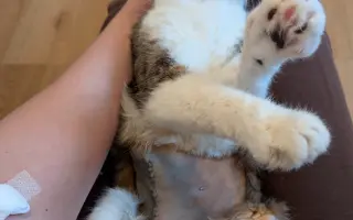 💖 Pomozte Uličnici porazit karcinom mléčné lišty! 🐱