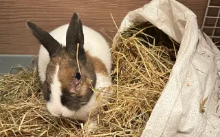 Králíčkovi Kájovi na operaci zubů