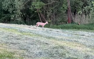 Nebeský štít - oko, které zachraňuje!