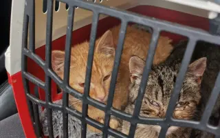 Pomozte nám se záchranou zvířat na Šumpersku