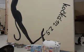 Domeček plný naděje pro opuštěné kočky