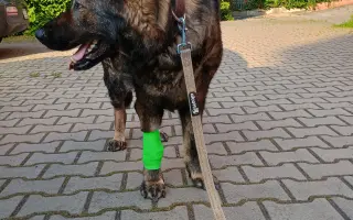 Pomoc Furině v boji s lupusem (SLE)