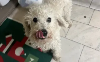 Operace pro Chanelku 💜