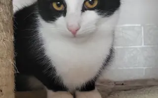 Proměňme společně kočičí svět v lepší místo 🐈
