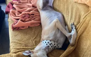 Prosíme o pomoc Tequile po operaci plíce, aby mohla dále skotačit