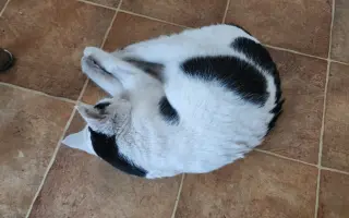 Nekonečný boj o záchranu zvířecích životů 😢