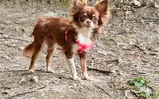 Pomozme Xyrušče znovu běhat 🐾♥️