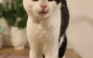 Pomoc s léčbou kocourka Shadyho