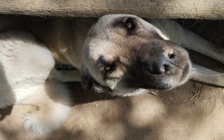 Pomozte nám u příležitosti mezinárodního dne zvířat bez domova