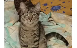 Pojďme dát kočičkám druhou šanci, obnovme kočičí kavárnu café & bar Šťastné tlapky