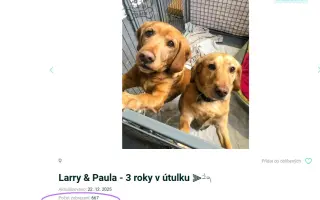 Pomáháme opuštěným a týraným psům najít cestu domů 🩷