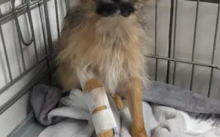 Lepší život pro Katie