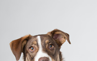 Pomožme dalším stovkám opuštěných psů domů 💜 Výkonnější server, lepší web.