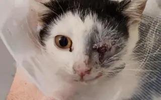 Nekonečný boj o záchranu zvířecích životů 😢