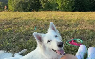 Pomozme Daisy znovu běhat 🐾