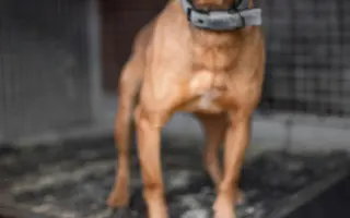 Nové boudy pro chlupáče z ANIDEF