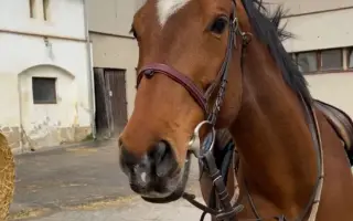 Důstojný život pro naše koňské kamarády