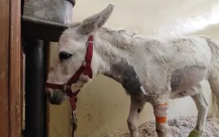 Záchrana nemocného oslíka Kryštofa.
