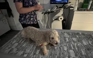 Operace pro Chanelku 💜