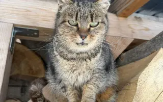 Zvířata na šumpersku potřebují Vaši pomoc