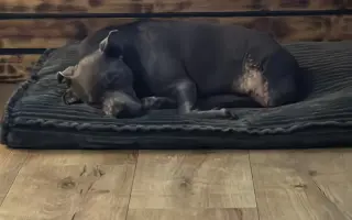 Sheilinka už dvakrát vyhrála. Pomozme jí bojovat potřetí.