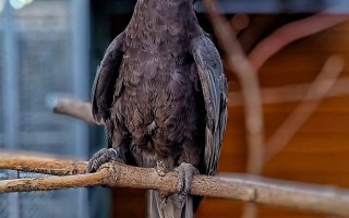 Podpořte rozvoj ptačího parku Ornipark