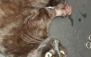 Druhá šance na život – veterinární péče pro zraněné, opuštěné a týrané kočky