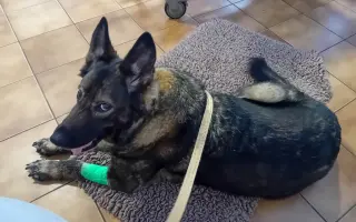 Léčba, která nekončí - Fůrie