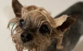 Pomozte Kessynce znovu se postavit na všechny čtyři 🐾
