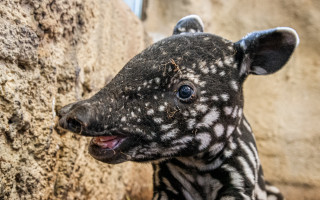 Podpořte tapírka Morse, který se narodil v Zoo Praha