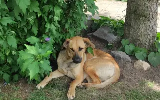 Darujte prosím Roxy život – šance na operaci a další roky plné radosti