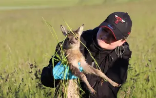 Zachraň s námi srnčátka a ostatní mláďata volně žijící zvěře před sekačkami