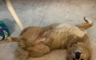 Pomozte Toffíkovi zpět na nohy: sbírka na protézu a ortézu